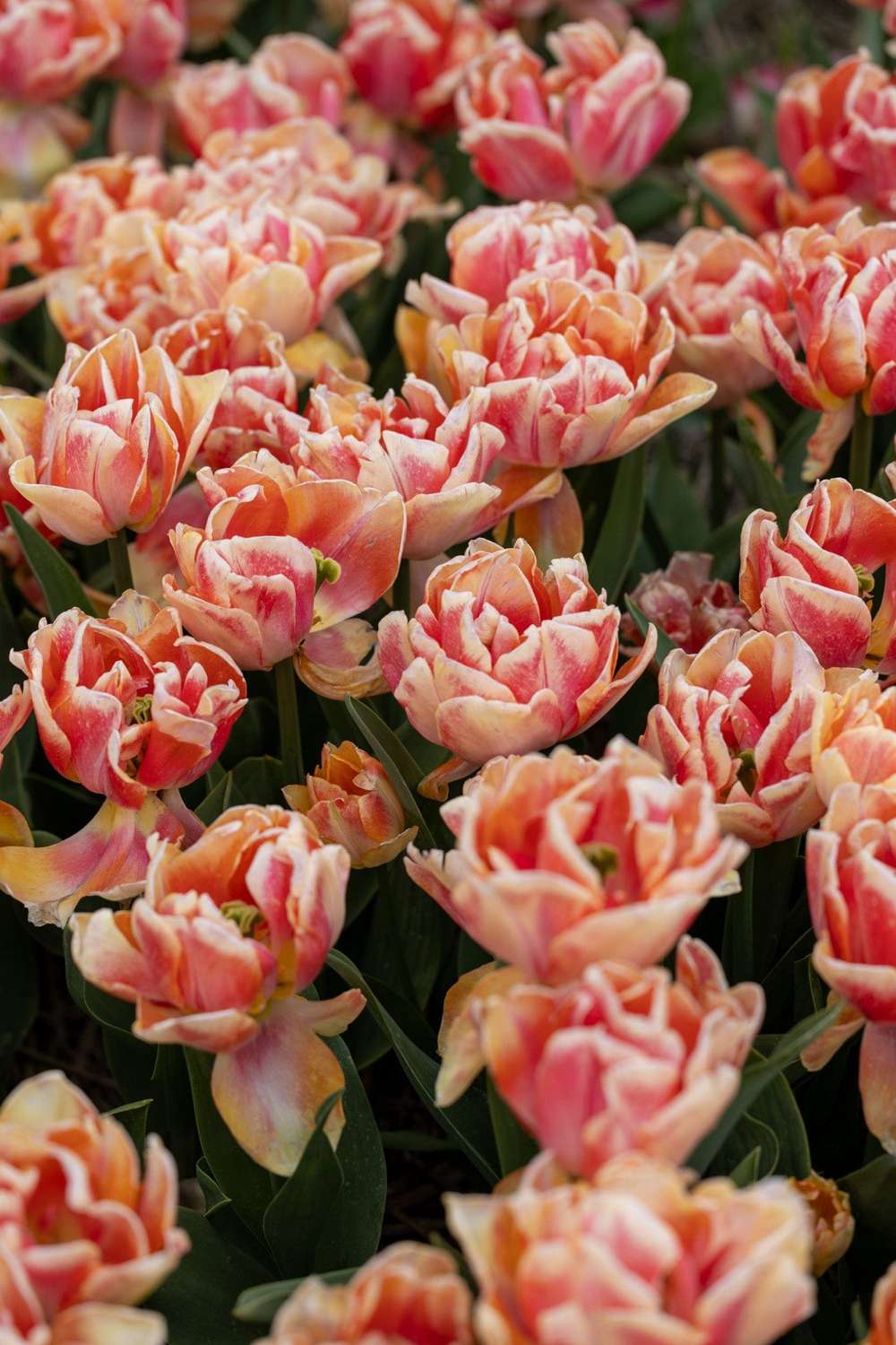 Tulipan 'Foxy Foxtrot'